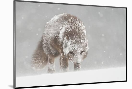 Female Arctic fox in snow, Hornstrandir, Iceland-Terry Whittaker-Mounted Photographic Print