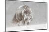 Female Arctic fox in snow, Hornstrandir, Iceland-Terry Whittaker-Mounted Photographic Print