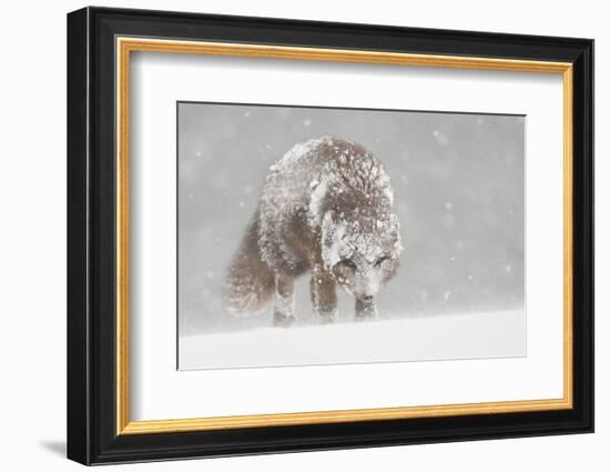 Female Arctic fox in snow, Hornstrandir, Iceland-Terry Whittaker-Framed Photographic Print