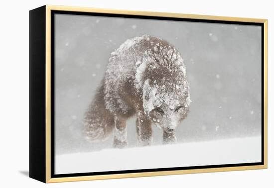 Female Arctic fox in snow, Hornstrandir, Iceland-Terry Whittaker-Framed Premier Image Canvas