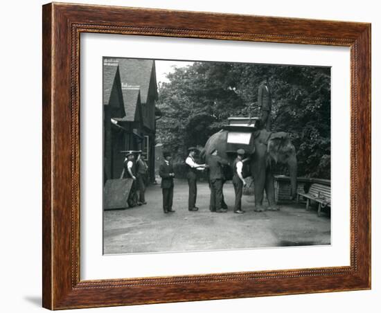 Female Asian Elephant 'Indiarani' Being Fitted with a Saddle-Frederick William Bond-Framed Photographic Print
