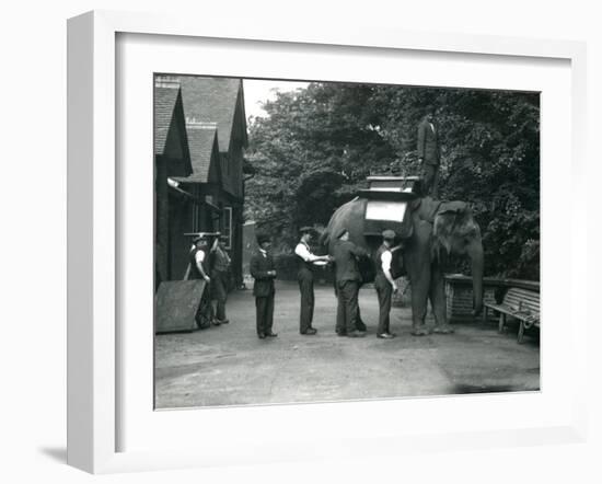 Female Asian Elephant 'Indiarani' Being Fitted with a Saddle-Frederick William Bond-Framed Photographic Print