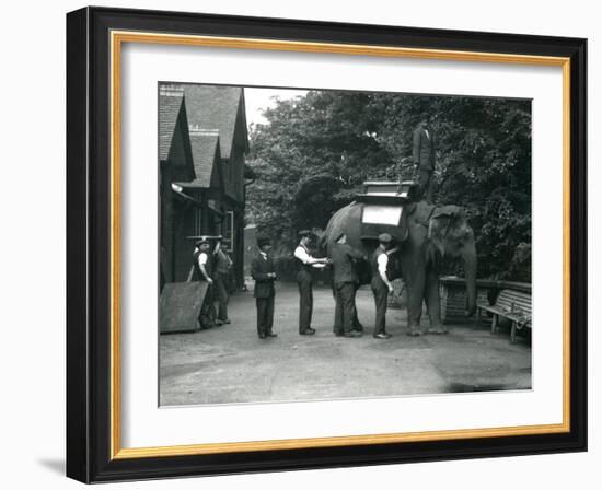 Female Asian Elephant 'Indiarani' Being Fitted with a Saddle-Frederick William Bond-Framed Photographic Print