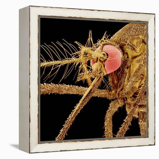 Female Asian Tiger Mosquito-Micro Discovery-Framed Premier Image Canvas