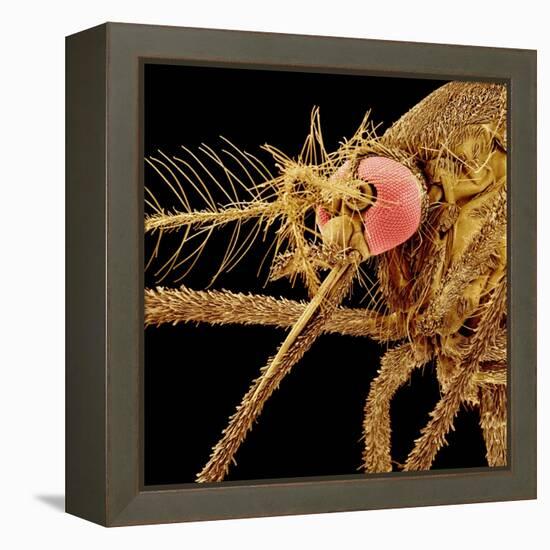 Female Asian Tiger Mosquito-Micro Discovery-Framed Premier Image Canvas