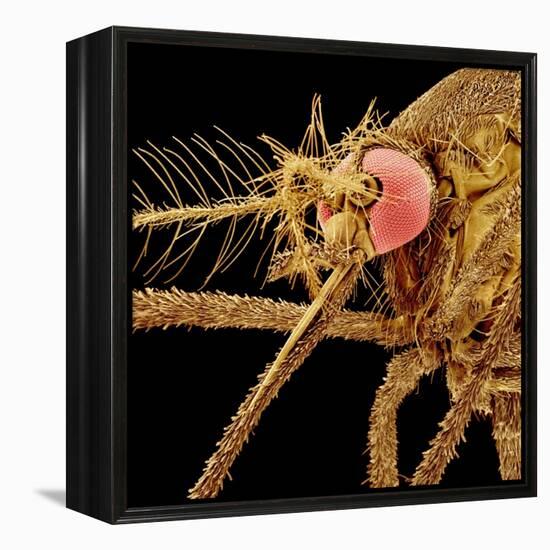 Female Asian Tiger Mosquito-Micro Discovery-Framed Premier Image Canvas