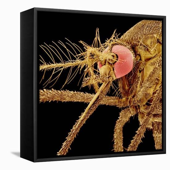 Female Asian Tiger Mosquito-Micro Discovery-Framed Premier Image Canvas