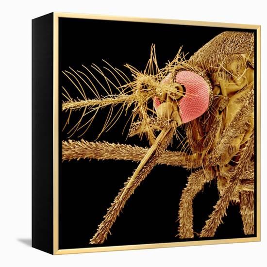 Female Asian Tiger Mosquito-Micro Discovery-Framed Premier Image Canvas