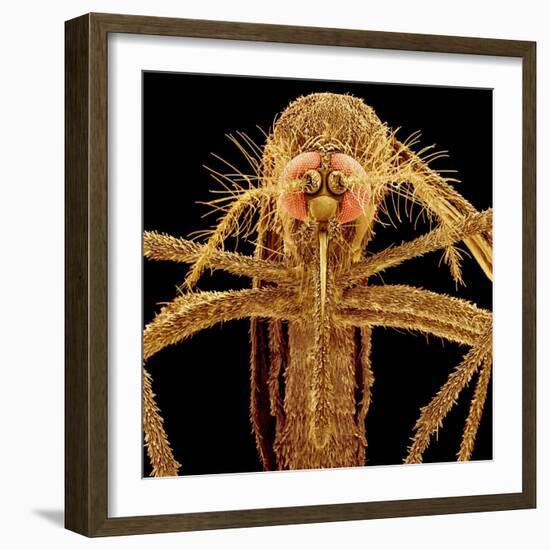 Female Asian Tiger Mosquito-Micro Discovery-Framed Photographic Print