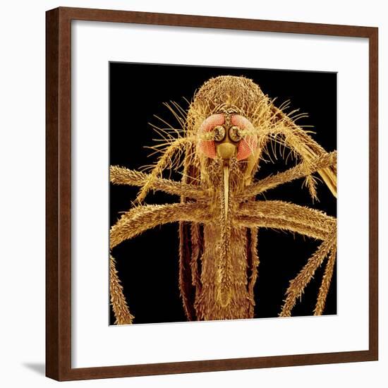 Female Asian Tiger Mosquito-Micro Discovery-Framed Photographic Print