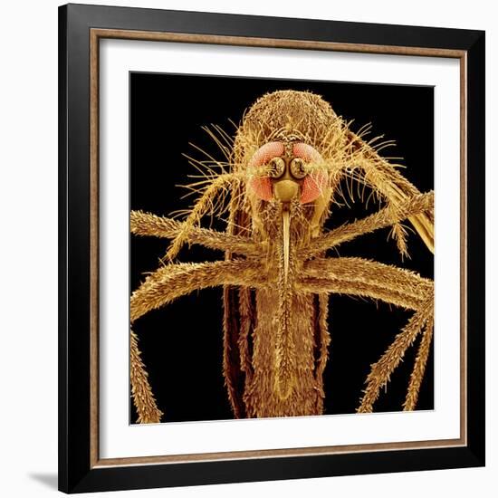 Female Asian Tiger Mosquito-Micro Discovery-Framed Photographic Print