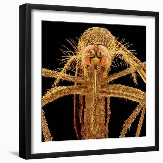 Female Asian Tiger Mosquito-Micro Discovery-Framed Photographic Print