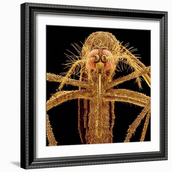 Female Asian Tiger Mosquito-Micro Discovery-Framed Photographic Print