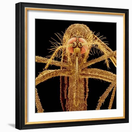 Female Asian Tiger Mosquito-Micro Discovery-Framed Photographic Print