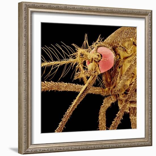 Female Asian Tiger Mosquito-Micro Discovery-Framed Photographic Print