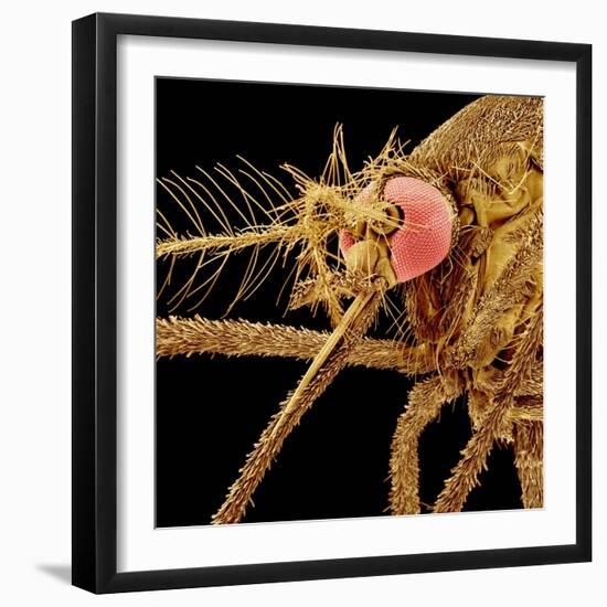 Female Asian Tiger Mosquito-Micro Discovery-Framed Photographic Print