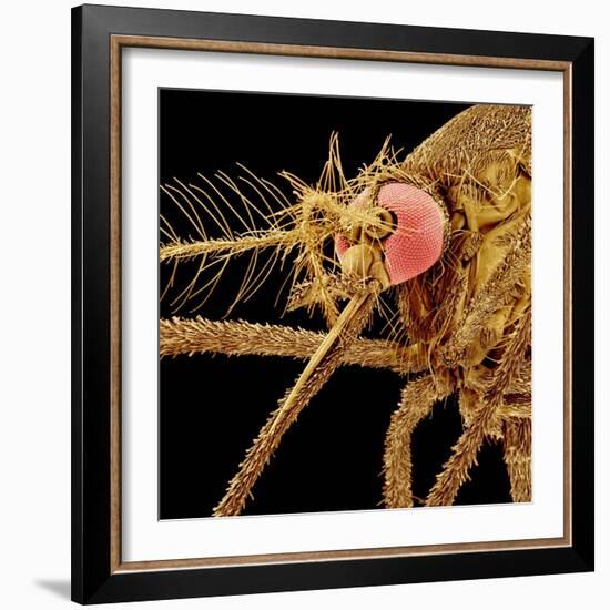 Female Asian Tiger Mosquito-Micro Discovery-Framed Photographic Print