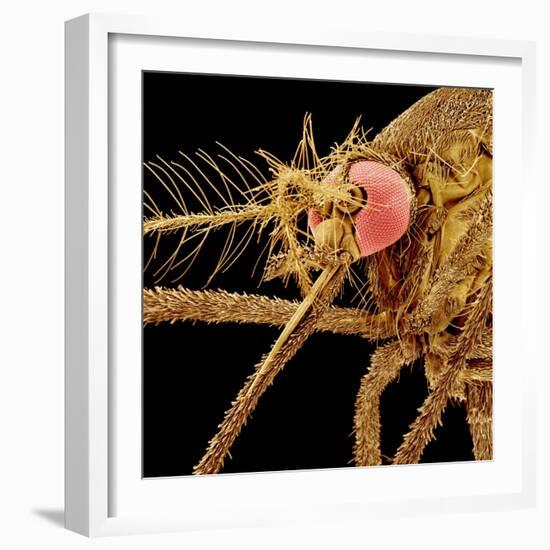 Female Asian Tiger Mosquito-Micro Discovery-Framed Photographic Print