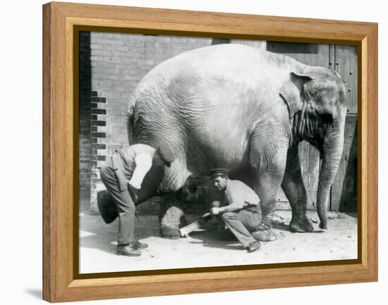 Female Asiatic Elephant 'Sundermalah' Having Her Feet Trimmed by Her Keepers at London Zoo, August-Frederick William Bond-Framed Premier Image Canvas