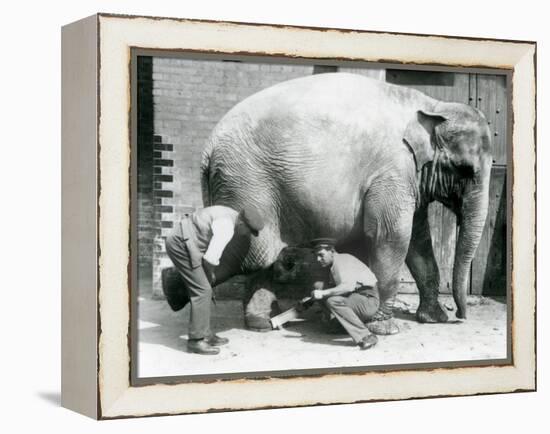 Female Asiatic Elephant 'Sundermalah' Having Her Feet Trimmed by Her Keepers at London Zoo, August-Frederick William Bond-Framed Premier Image Canvas