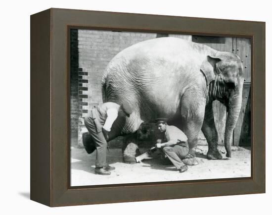 Female Asiatic Elephant 'Sundermalah' Having Her Feet Trimmed by Her Keepers at London Zoo, August-Frederick William Bond-Framed Premier Image Canvas