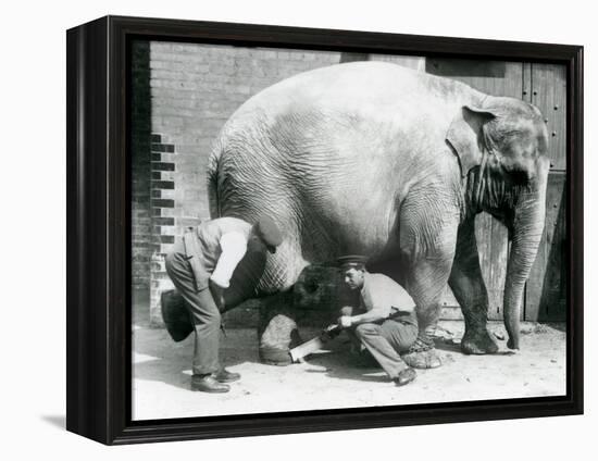 Female Asiatic Elephant 'Sundermalah' Having Her Feet Trimmed by Her Keepers at London Zoo, August-Frederick William Bond-Framed Premier Image Canvas