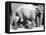 Female Asiatic Elephant 'Sundermalah' Having Her Feet Trimmed by Her Keepers at London Zoo, August-Frederick William Bond-Framed Premier Image Canvas