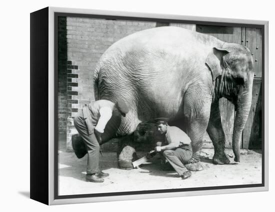 Female Asiatic Elephant 'Sundermalah' Having Her Feet Trimmed by Her Keepers at London Zoo, August-Frederick William Bond-Framed Premier Image Canvas