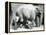 Female Asiatic Elephant 'Sundermalah' Having Her Feet Trimmed by Her Keepers at London Zoo, August-Frederick William Bond-Framed Premier Image Canvas