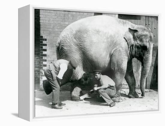 Female Asiatic Elephant 'Sundermalah' Having Her Feet Trimmed by Her Keepers at London Zoo, August-Frederick William Bond-Framed Premier Image Canvas