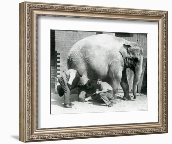 Female Asiatic Elephant 'Sundermalah' Having Her Feet Trimmed by Her Keepers at London Zoo, August-Frederick William Bond-Framed Giclee Print