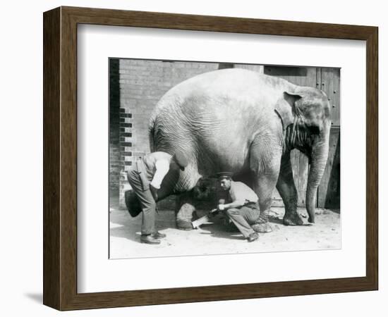 Female Asiatic Elephant 'Sundermalah' Having Her Feet Trimmed by Her Keepers at London Zoo, August-Frederick William Bond-Framed Giclee Print