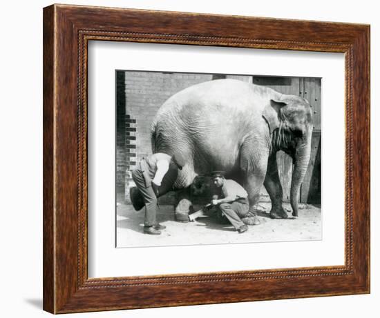 Female Asiatic Elephant 'Sundermalah' Having Her Feet Trimmed by Her Keepers at London Zoo, August-Frederick William Bond-Framed Giclee Print