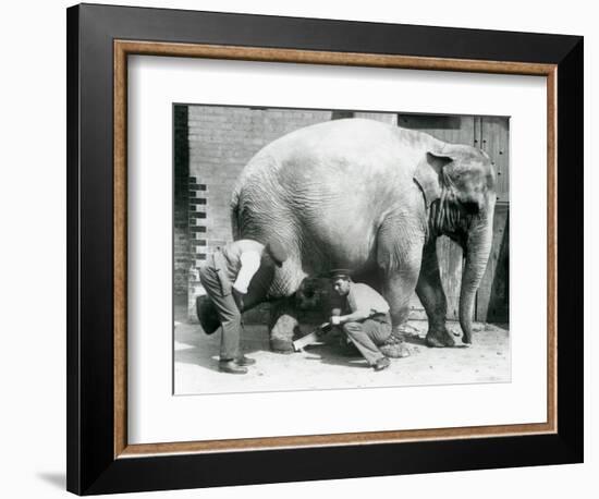 Female Asiatic Elephant 'Sundermalah' Having Her Feet Trimmed by Her Keepers at London Zoo, August-Frederick William Bond-Framed Giclee Print