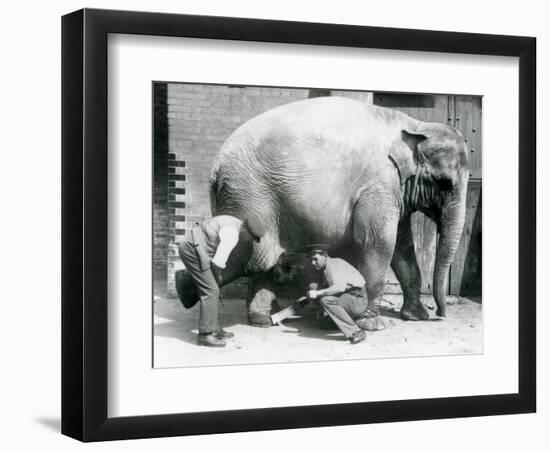 Female Asiatic Elephant 'Sundermalah' Having Her Feet Trimmed by Her Keepers at London Zoo, August-Frederick William Bond-Framed Giclee Print