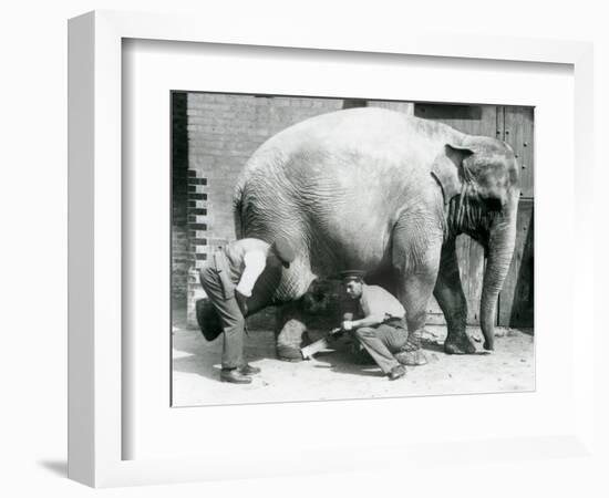 Female Asiatic Elephant 'Sundermalah' Having Her Feet Trimmed by Her Keepers at London Zoo, August-Frederick William Bond-Framed Giclee Print