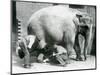 Female Asiatic Elephant 'Sundermalah' Having Her Feet Trimmed by Her Keepers at London Zoo, August-Frederick William Bond-Mounted Giclee Print