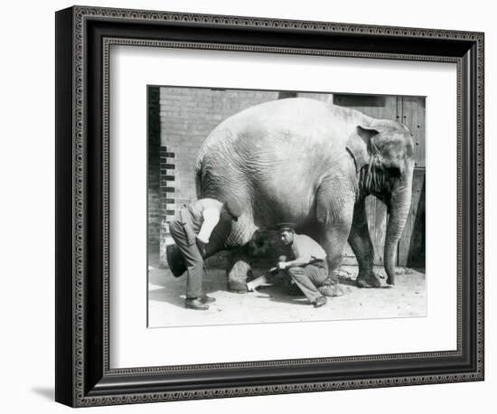 Female Asiatic Elephant 'Sundermalah' Having Her Feet Trimmed by Her Keepers at London Zoo, August-Frederick William Bond-Framed Giclee Print