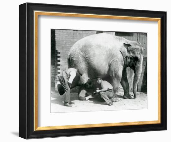 Female Asiatic Elephant 'Sundermalah' Having Her Feet Trimmed by Her Keepers at London Zoo, August-Frederick William Bond-Framed Giclee Print