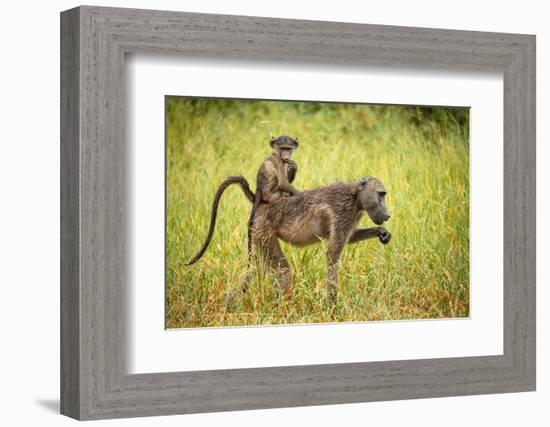 Female Baboon carrying her baby, Makuleke Contractual Park, Kruger National Park-Ben Pipe-Framed Photographic Print