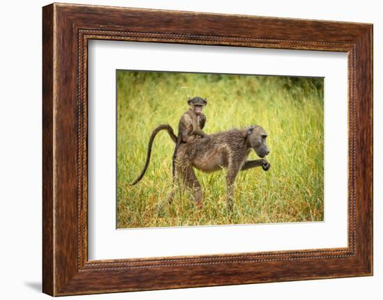 Female Baboon carrying her baby, Makuleke Contractual Park, Kruger National Park-Ben Pipe-Framed Photographic Print