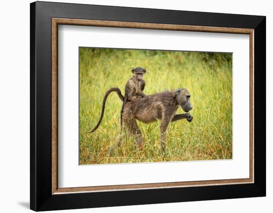 Female Baboon carrying her baby, Makuleke Contractual Park, Kruger National Park-Ben Pipe-Framed Photographic Print