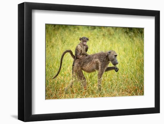 Female Baboon carrying her baby, Makuleke Contractual Park, Kruger National Park-Ben Pipe-Framed Photographic Print