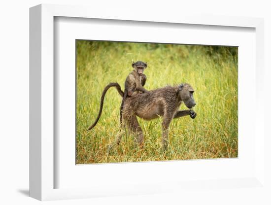 Female Baboon carrying her baby, Makuleke Contractual Park, Kruger National Park-Ben Pipe-Framed Photographic Print