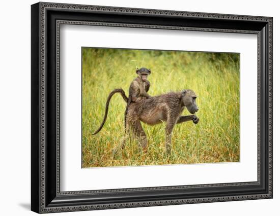 Female Baboon carrying her baby, Makuleke Contractual Park, Kruger National Park-Ben Pipe-Framed Photographic Print