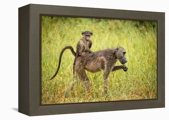 Female Baboon carrying her baby, Makuleke Contractual Park, Kruger National Park-Ben Pipe-Framed Premier Image Canvas