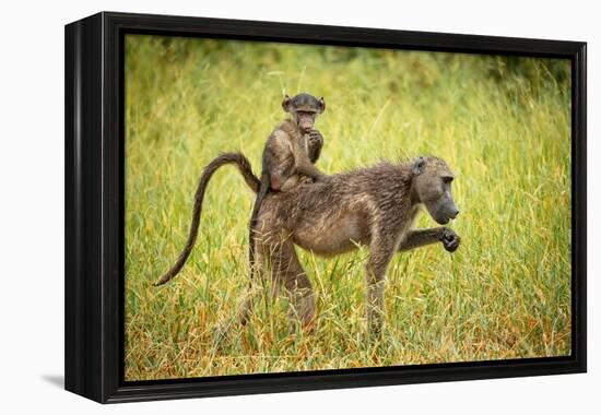 Female Baboon carrying her baby, Makuleke Contractual Park, Kruger National Park-Ben Pipe-Framed Premier Image Canvas