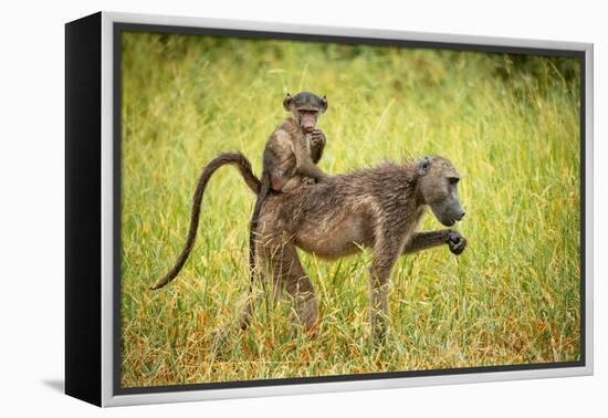 Female Baboon carrying her baby, Makuleke Contractual Park, Kruger National Park-Ben Pipe-Framed Premier Image Canvas