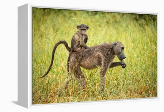 Female Baboon carrying her baby, Makuleke Contractual Park, Kruger National Park-Ben Pipe-Framed Premier Image Canvas