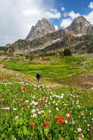 Female Backpacker Hikes Wildflower Filled Meadow In Grand 